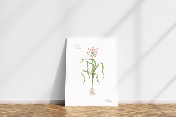 LÁMINAS PLANTAS MEDICINALES by Caterina Delli Carri