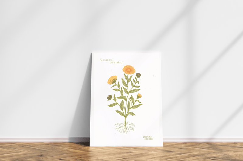 LÁMINAS PLANTAS MEDICINALES by Caterina Delli Carri