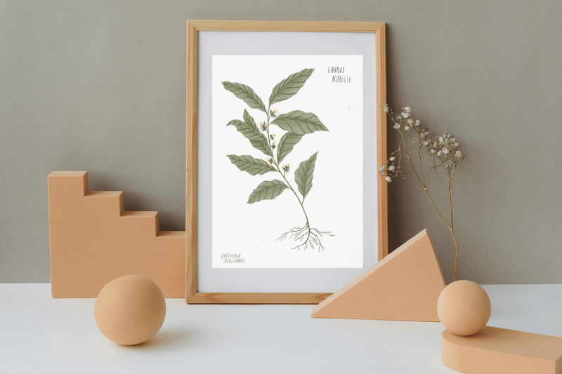 LÁMINAS PLANTAS MEDICINALES by Caterina Delli Carri