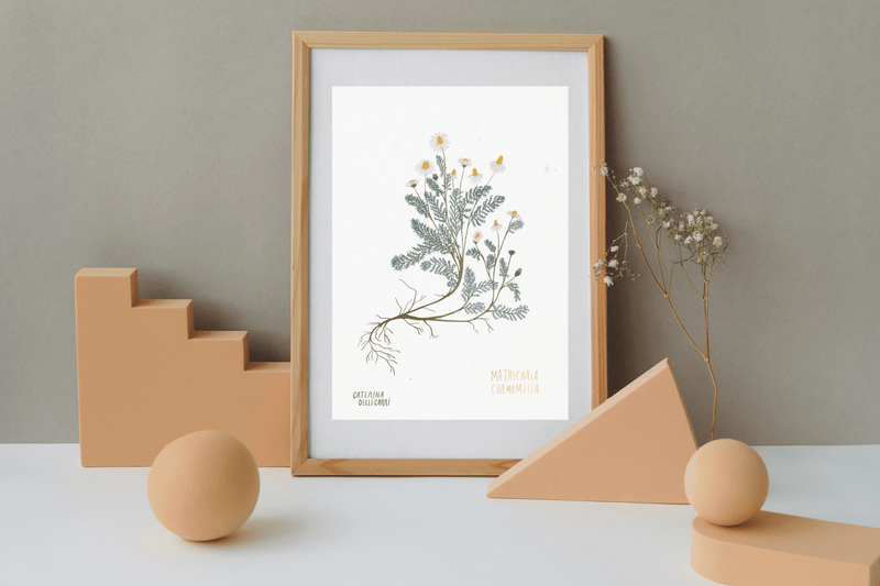 LÁMINAS PLANTAS MEDICINALES by Caterina Delli Carri