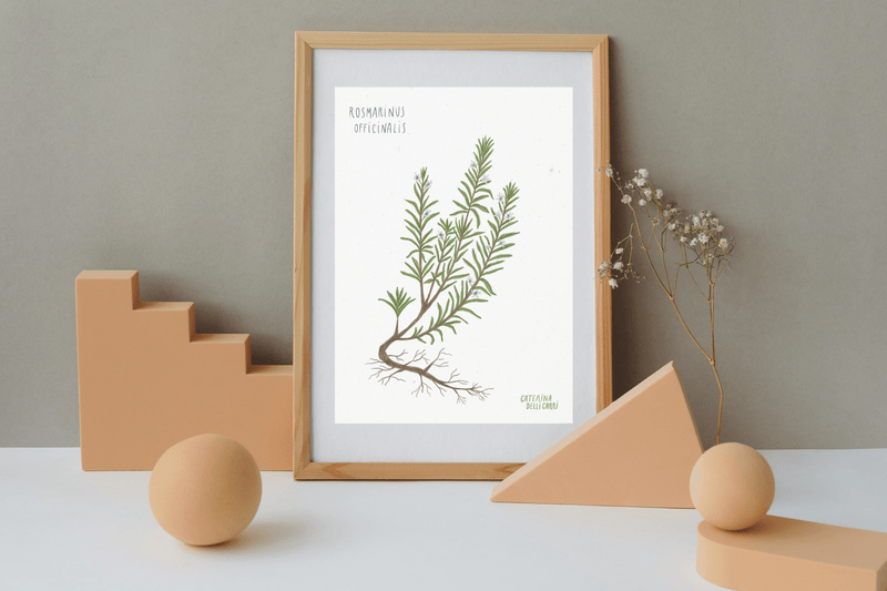 LÁMINAS PLANTAS MEDICINALES by Caterina Delli Carri