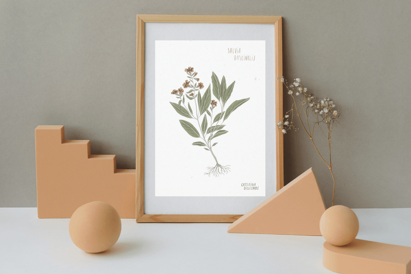 LÁMINAS PLANTAS MEDICINALES by Caterina Delli Carri
