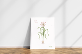 LÁMINAS PLANTAS MEDICINALES by Caterina Delli Carri