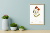 LÁMINAS PLANTAS MEDICINALES by Caterina Delli Carri