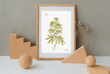 LÁMINAS PLANTAS MEDICINALES by Caterina Delli Carri