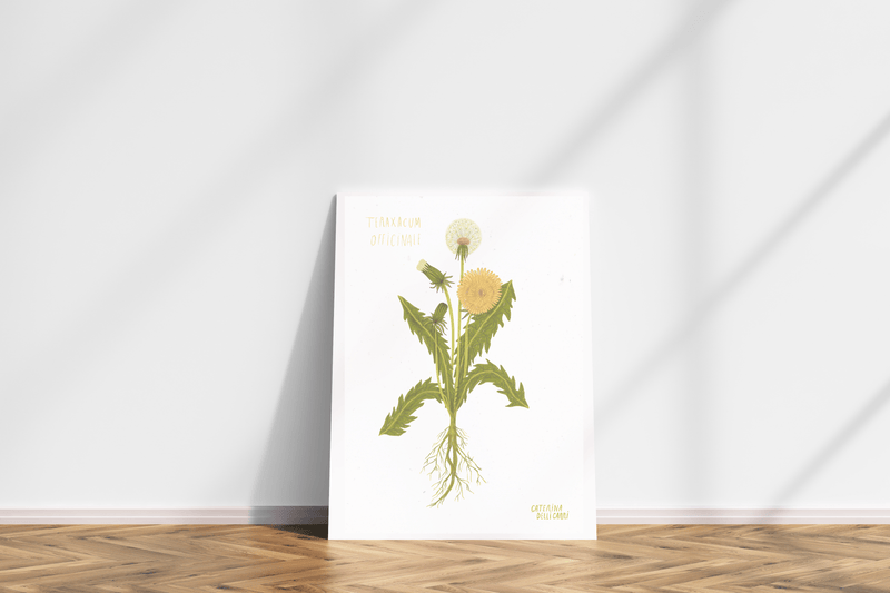 LÁMINAS PLANTAS MEDICINALES by Caterina Delli Carri