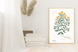 LÁMINAS PLANTAS MEDICINALES by Caterina Delli Carri