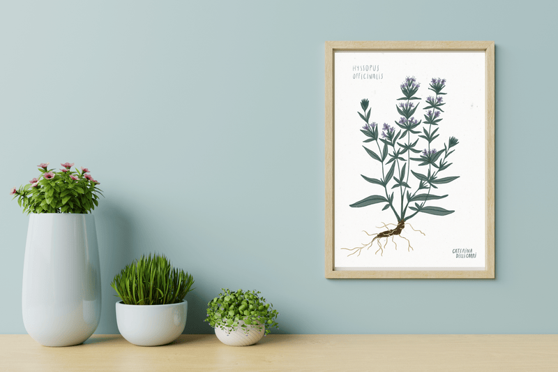 LÁMINAS PLANTAS MEDICINALES by Caterina Delli Carri