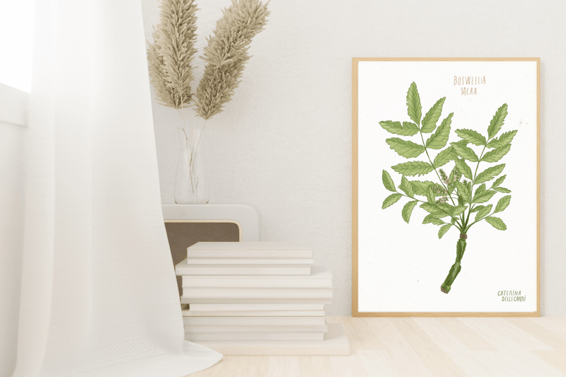 LÁMINAS PLANTAS MEDICINALES by Caterina Delli Carri