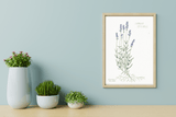 LÁMINAS PLANTAS MEDICINALES by Caterina Delli Carri
