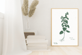LÁMINAS PLANTAS MEDICINALES by Caterina Delli Carri