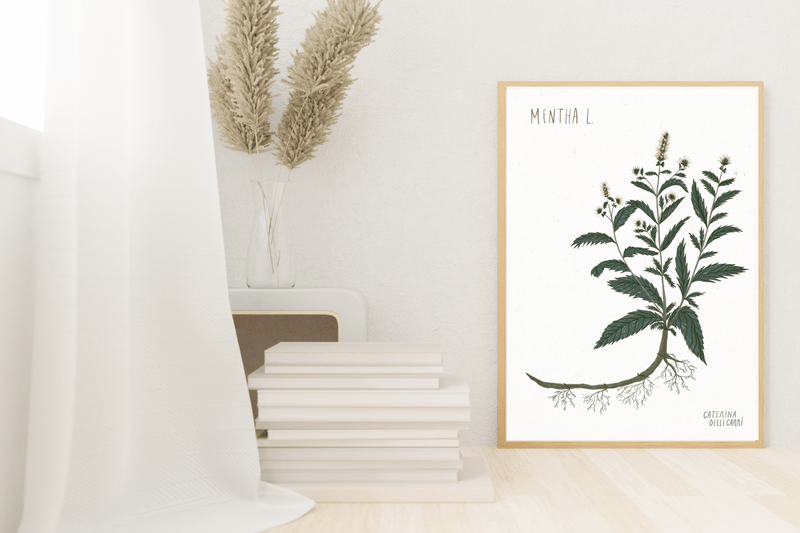 LÁMINAS PLANTAS MEDICINALES by Caterina Delli Carri
