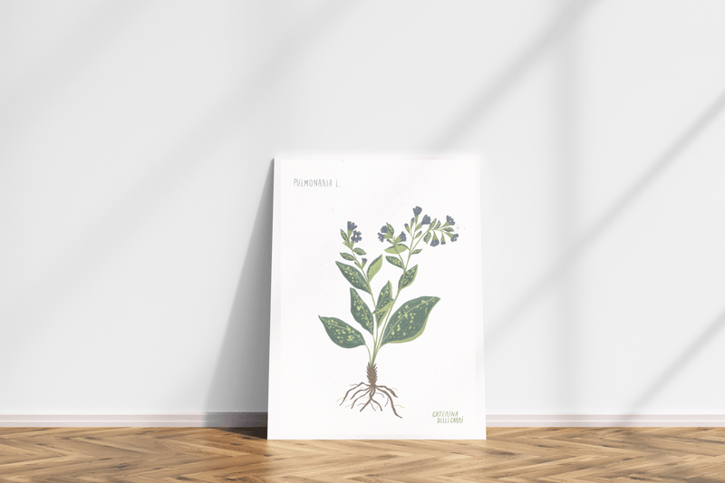 LÁMINAS PLANTAS MEDICINALES by Caterina Delli Carri