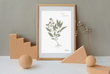 LÁMINAS PLANTAS MEDICINALES by Caterina Delli Carri