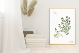 LÁMINAS PLANTAS MEDICINALES by Caterina Delli Carri